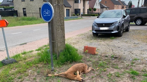 Kleine Molenweg Werchter ree doodgereden