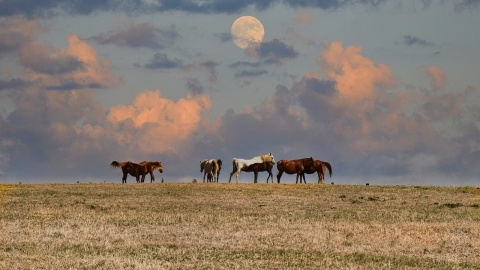 Paarden op wandel bij nacht